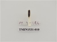 藏品(叩頭蟲科)的圖片